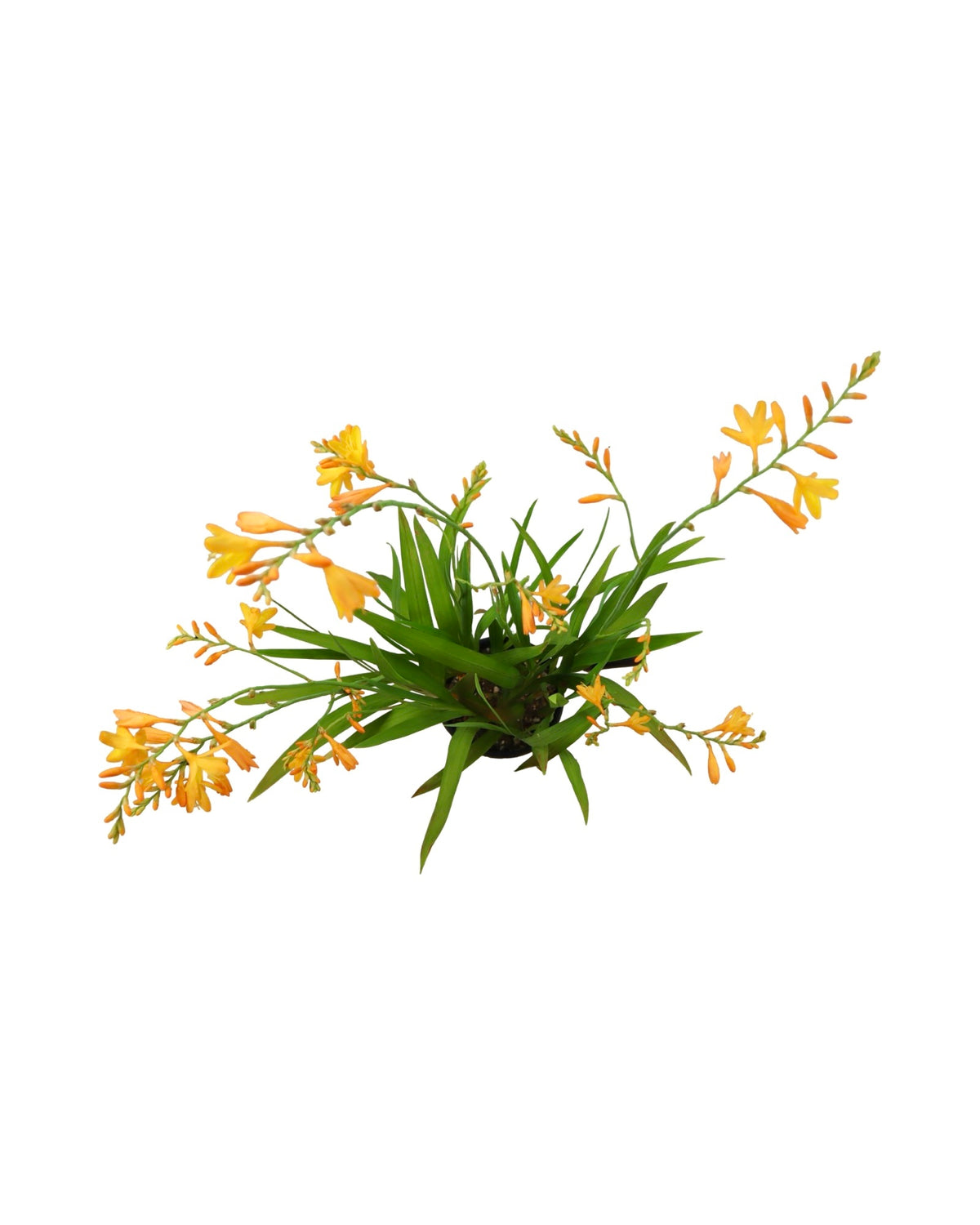 Crocosmia x crocosmiiflora 'George Davison' - Perennials