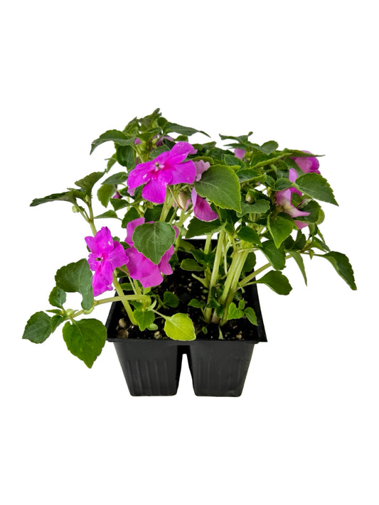 Impatiens Beacon 'Blue Pearl' - Annuals