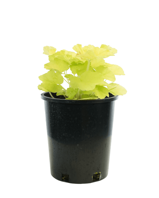 Heuchera 'Citronelle' - The Garden Corner