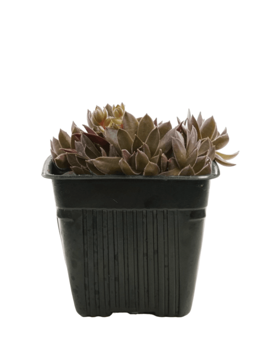 Sempervivum ‘Pacific Devil’s Food’ - The Garden Corner