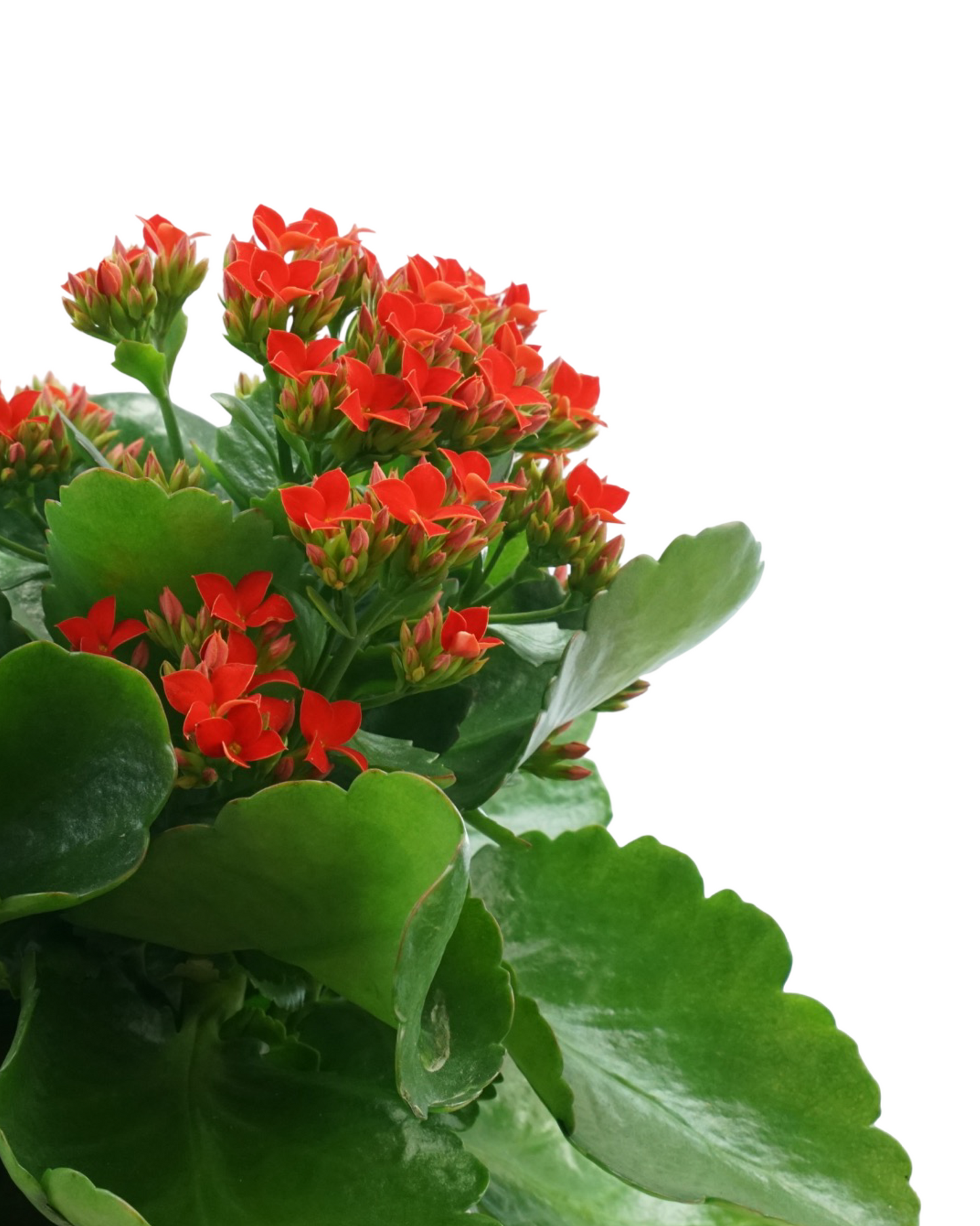 Kalanchoe Calandiva, Assorted - House Plants