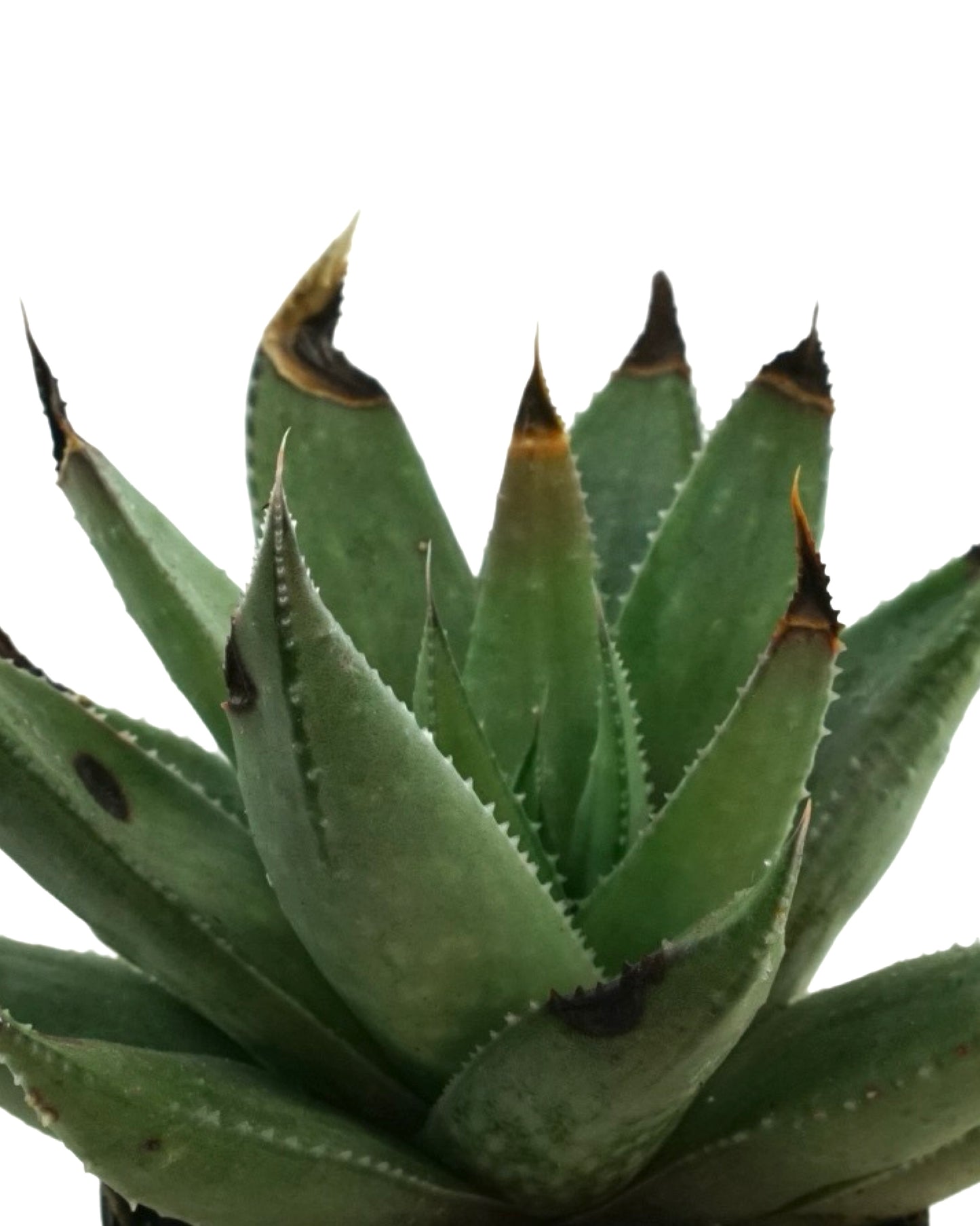 Plant Poppers 2 Inch - Tropical Plants