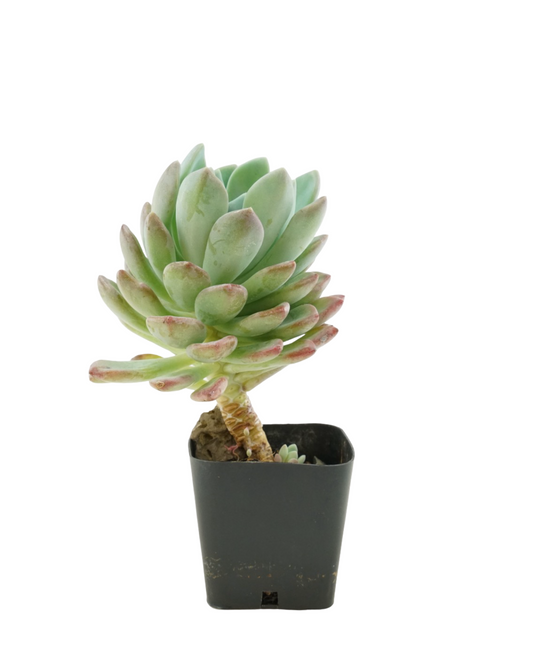 Echeveria Assorted - House Plants