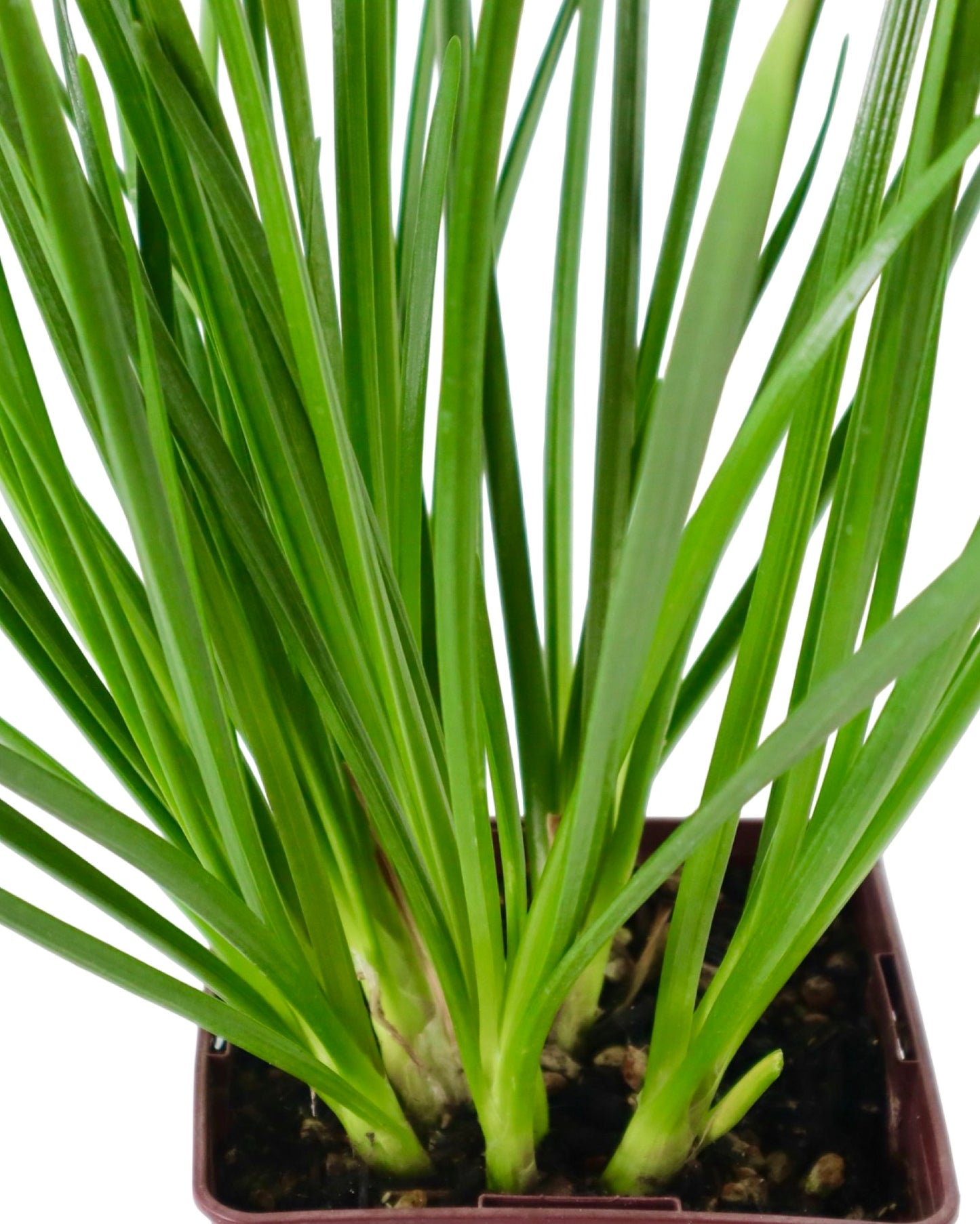Allium 'Windy City' - Perennials