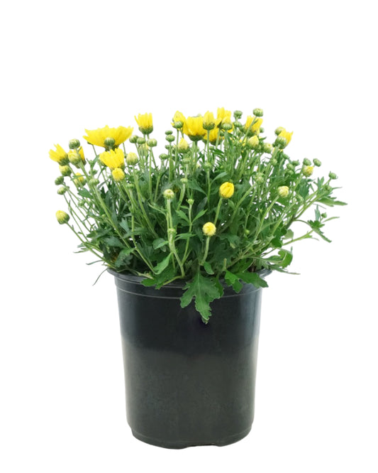 Chrysanthemum 'Elena Gold'