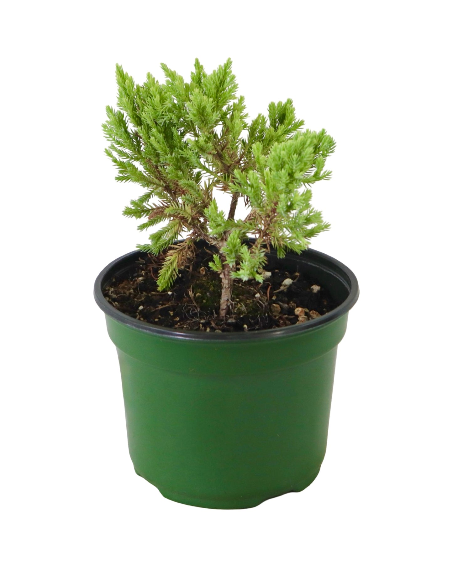Juniperus squamata 'Dream Joy' - Shrubs