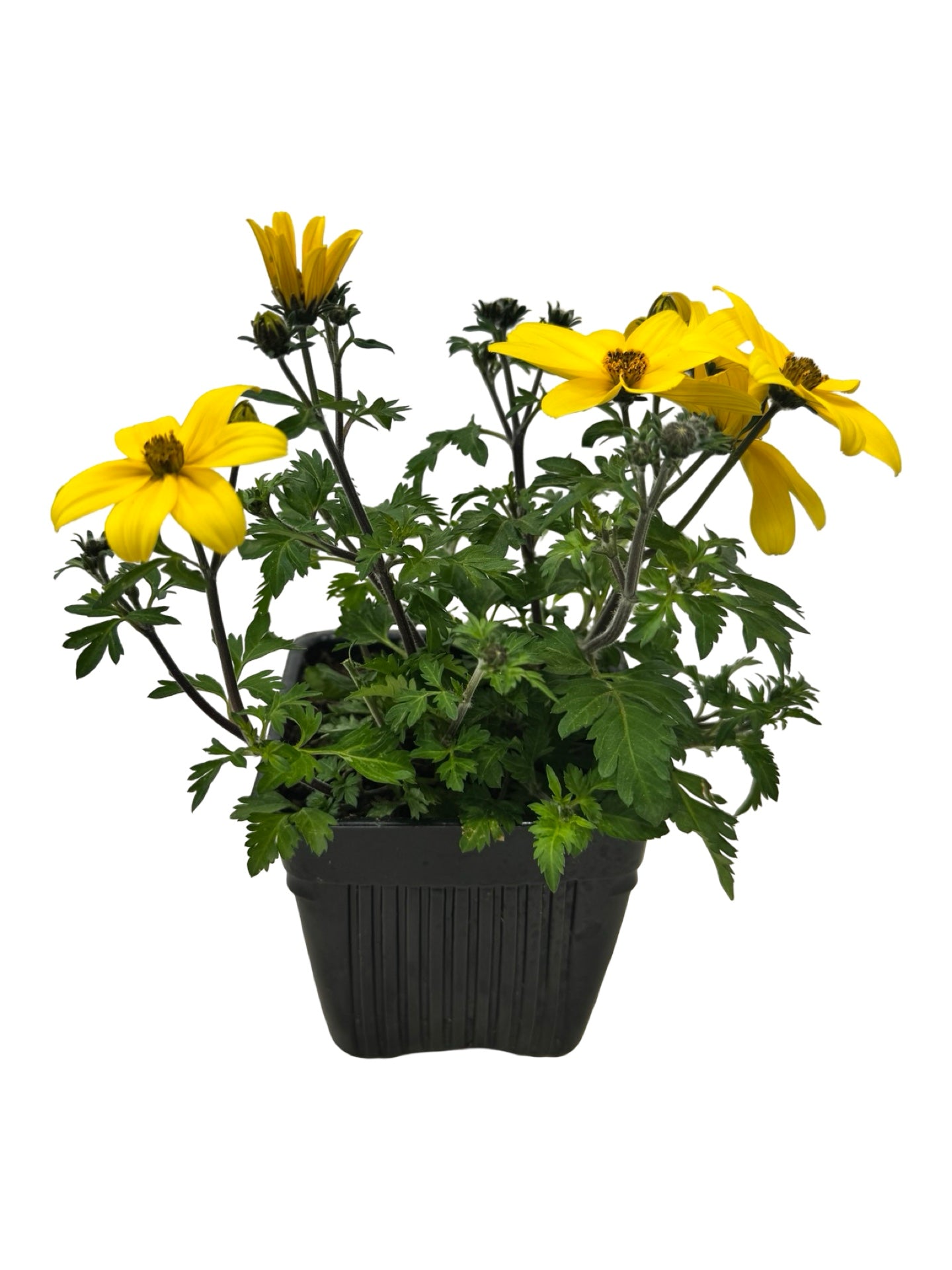 Bidens Namid™ 'Compact Yellow' - Annuals