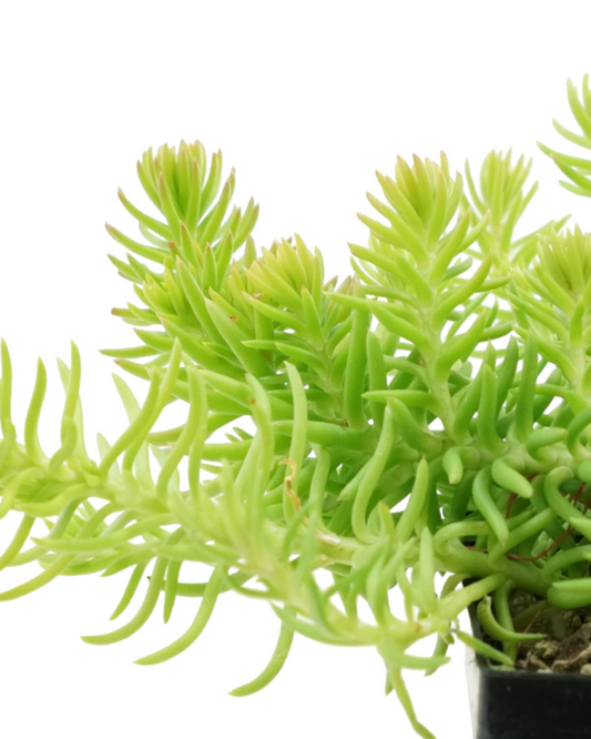 Sedum reflexum 'Angelina'