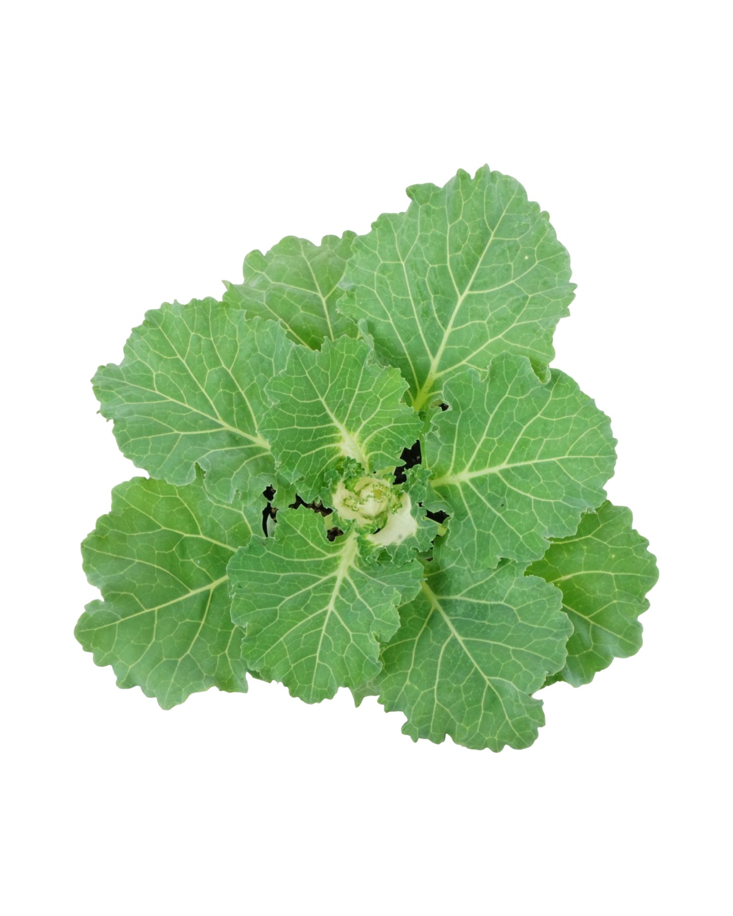 Cabbage 'Osaka IQ PInk'