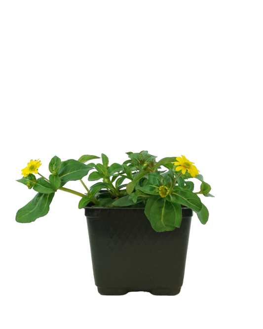Sanvitalia 'Tsavo Yellow'
