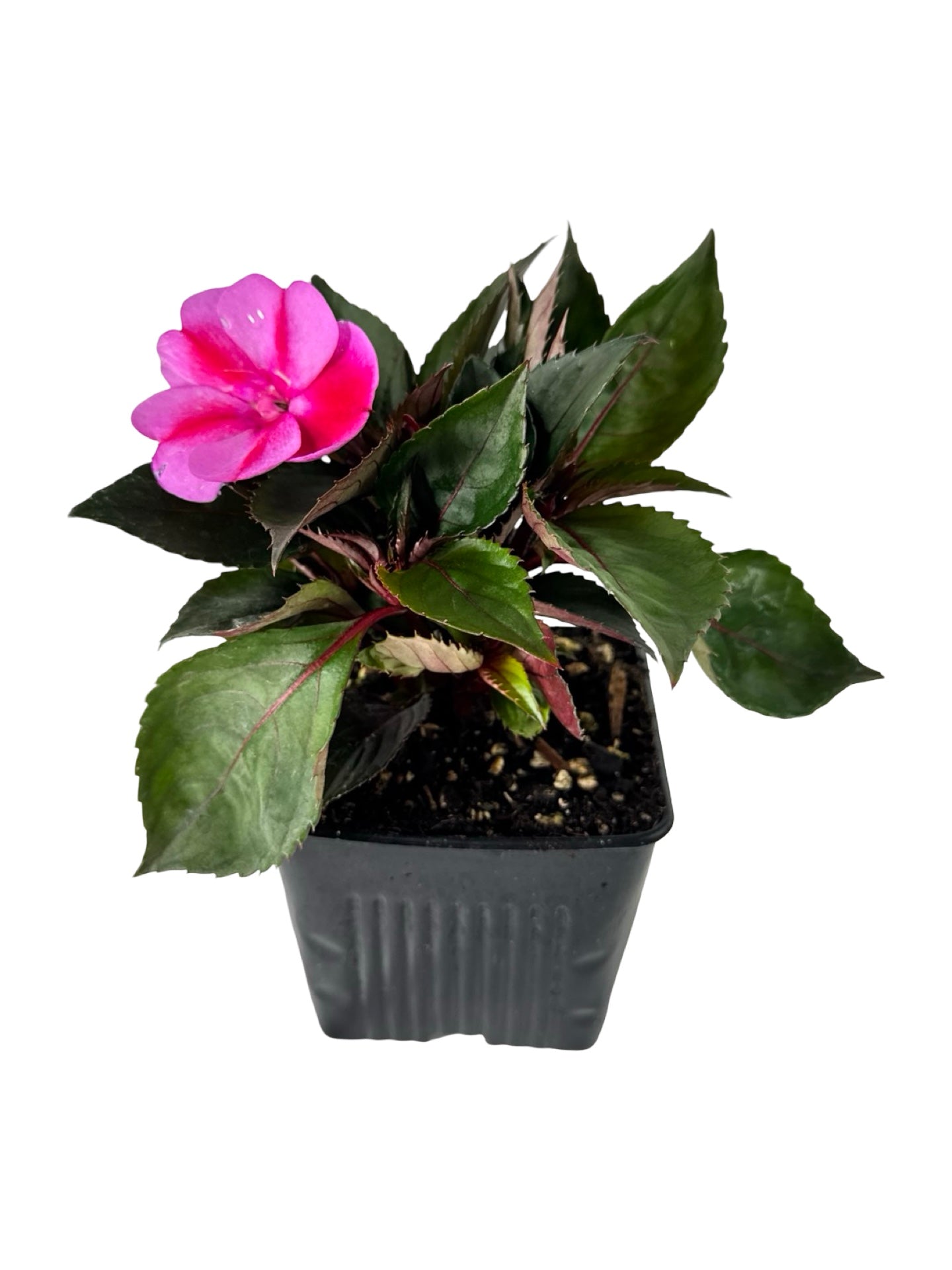 Sunpatiens compact 'Red Candy' - Annuals