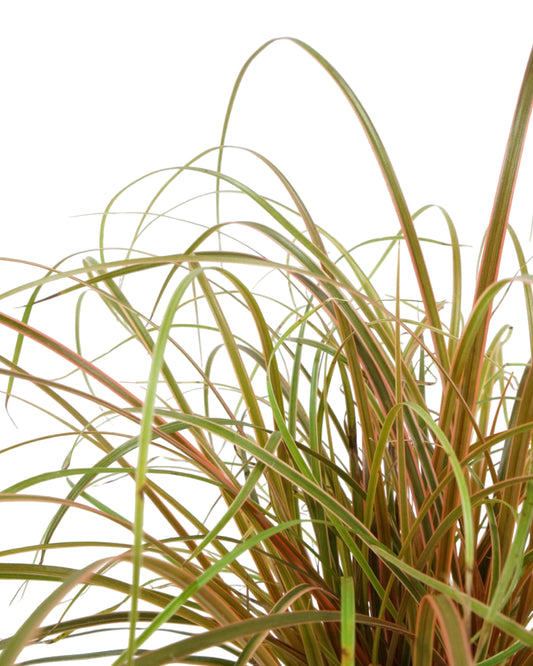 Uncinia rubra 'Belinda's Find'