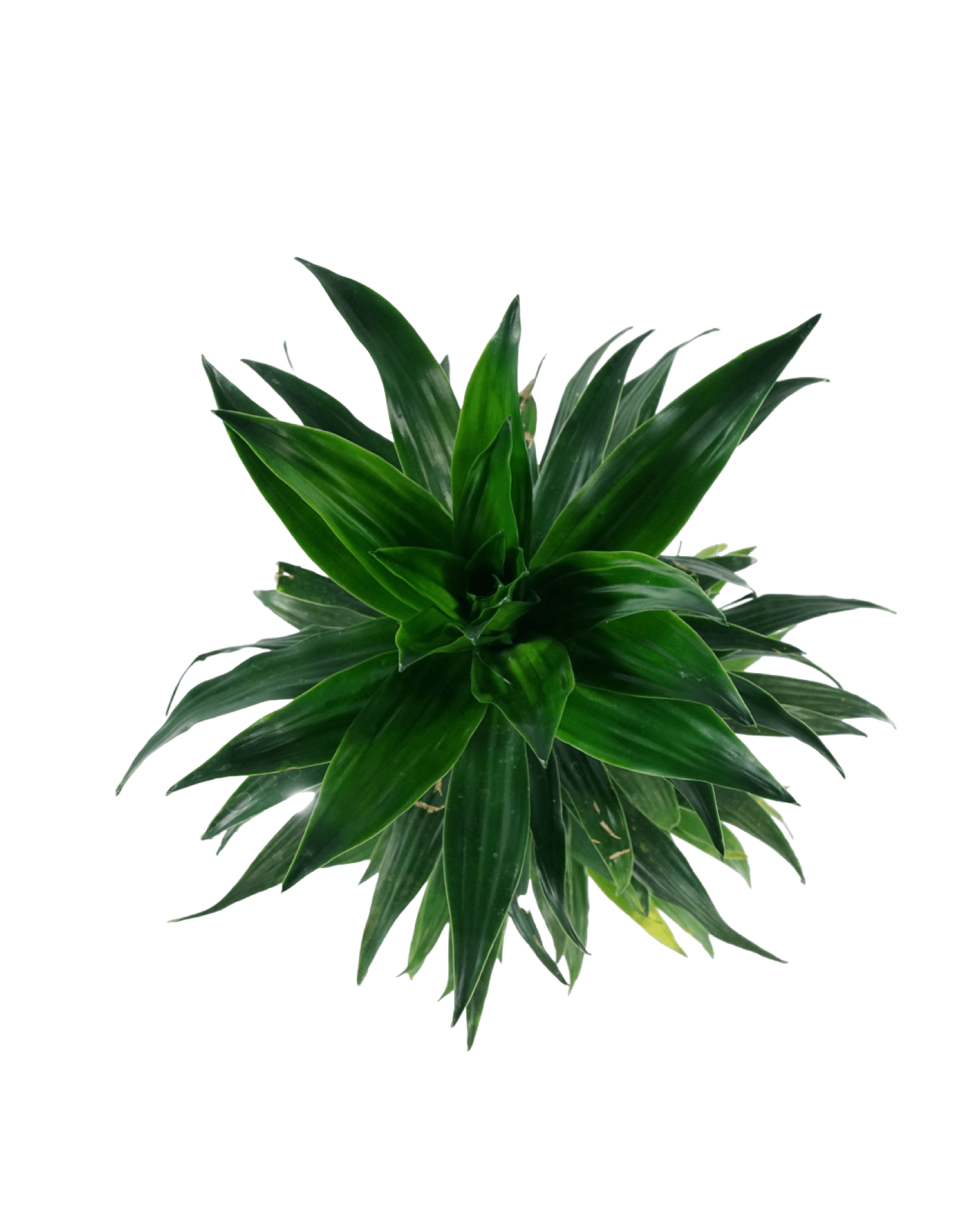 Dracaena 'JC Compacta' - The Garden Corner
