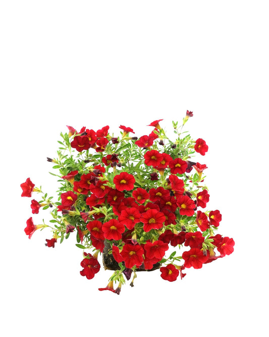 Calibrachoa 'Minifamous Vampire' - The Garden Corner