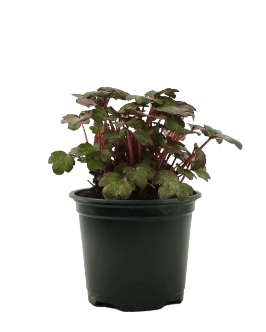 Saxifraga cortusifolia Dancing Pixies® 'Talea' - The Garden Corner