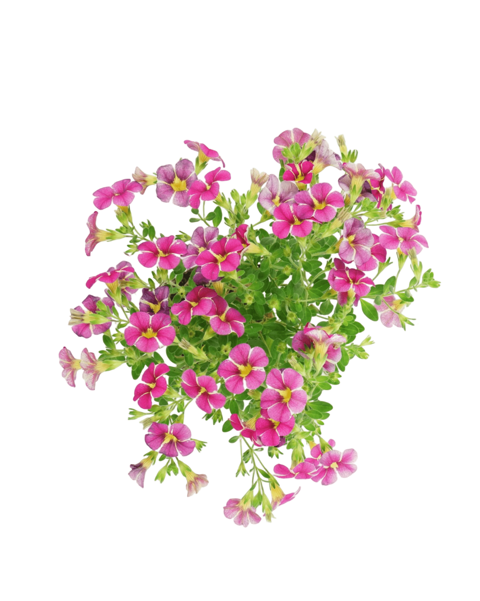 Calibrachoa 'Cherry Star' - The Garden Corner