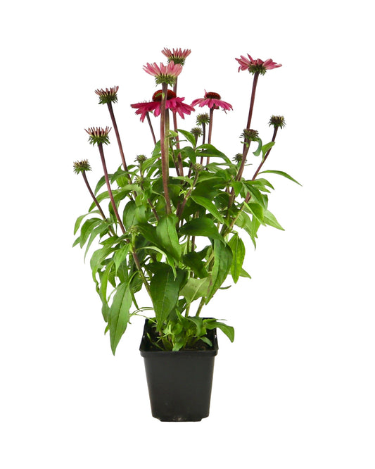 Echinacea Sombrero® Rosada - Perennials
