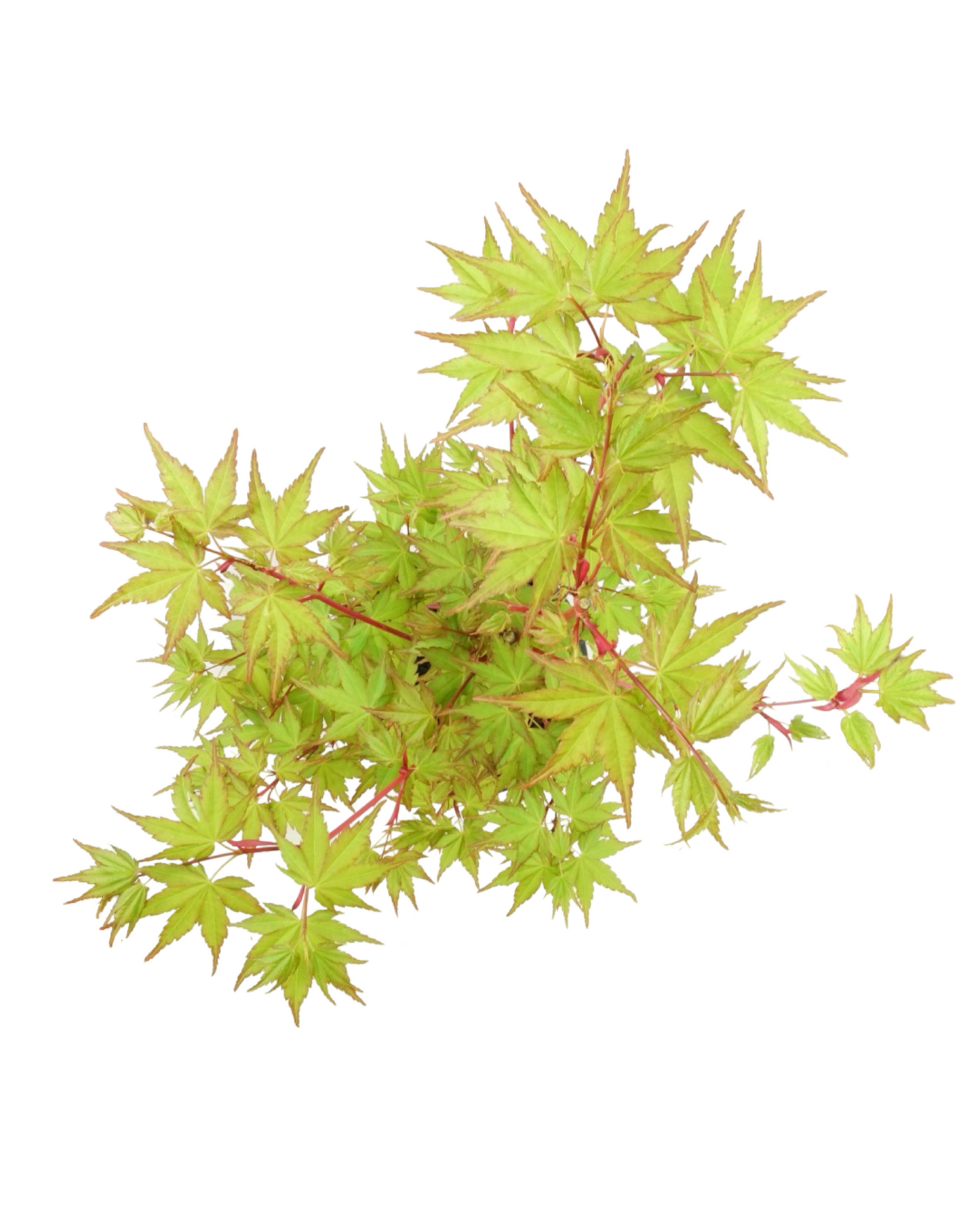 Acer palmatum 'Sango Kaku'