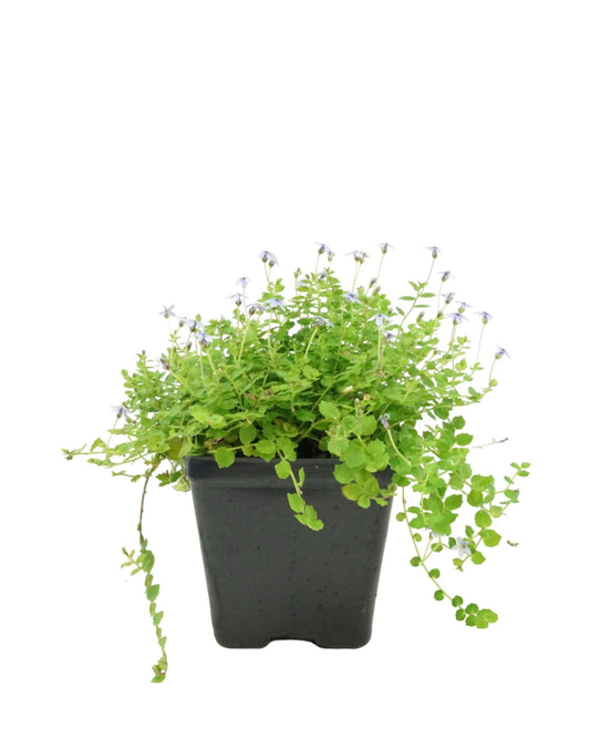 Laurentia fluviatilis
