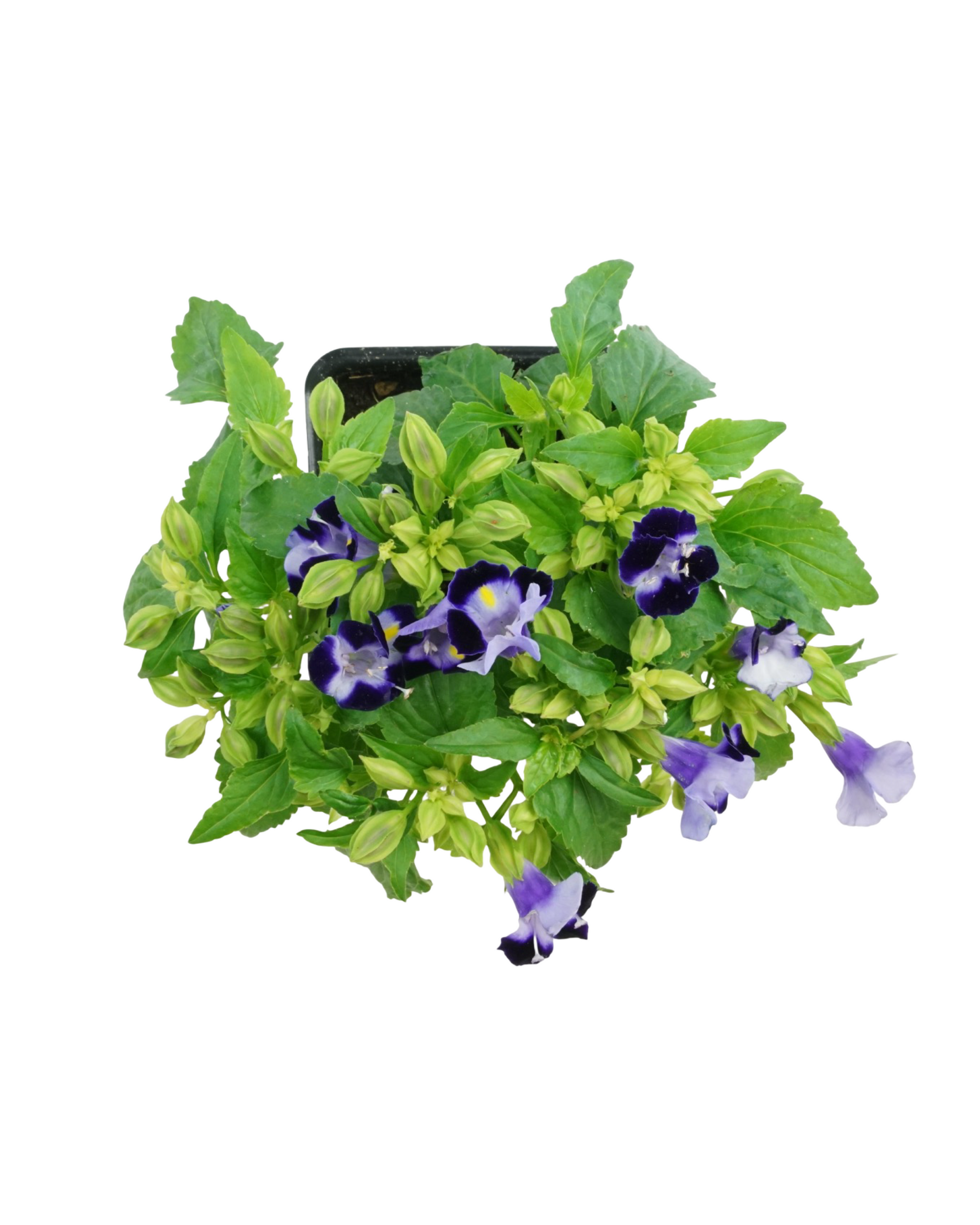 Torenia Hi-Lite Mix - Annuals