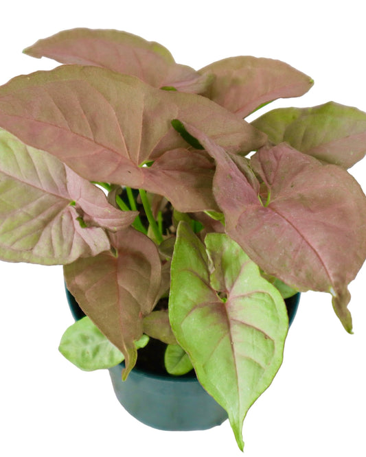 Syngonium podophyllum 'Neon' - House Plants