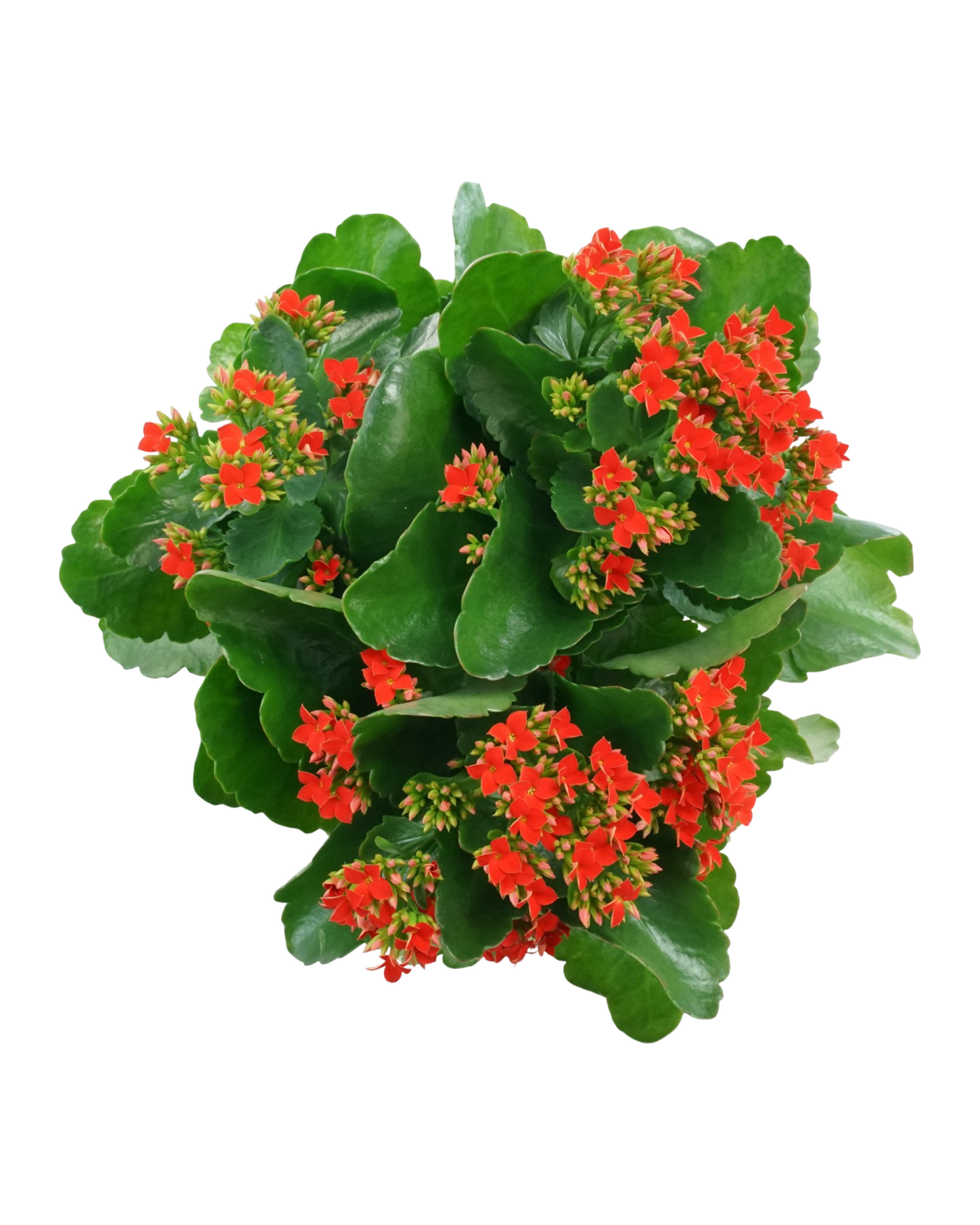 Kalanchoe Calandiva, Assorted - House Plants
