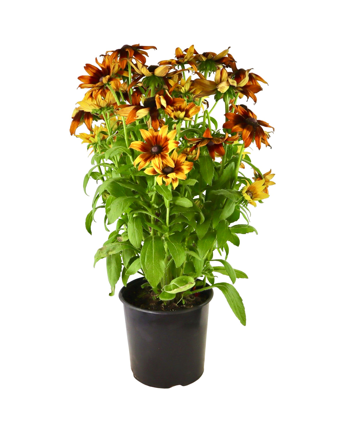 Echibeckia™ Summerina® Sunreef™ - Perennials