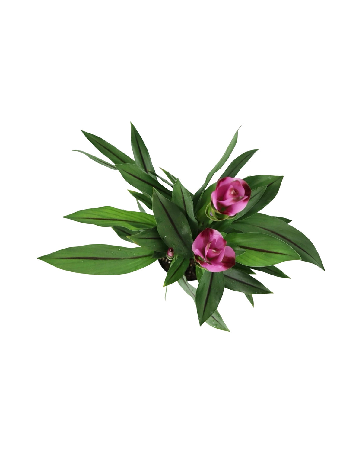 Curcuma alismatifolia - House Plants
