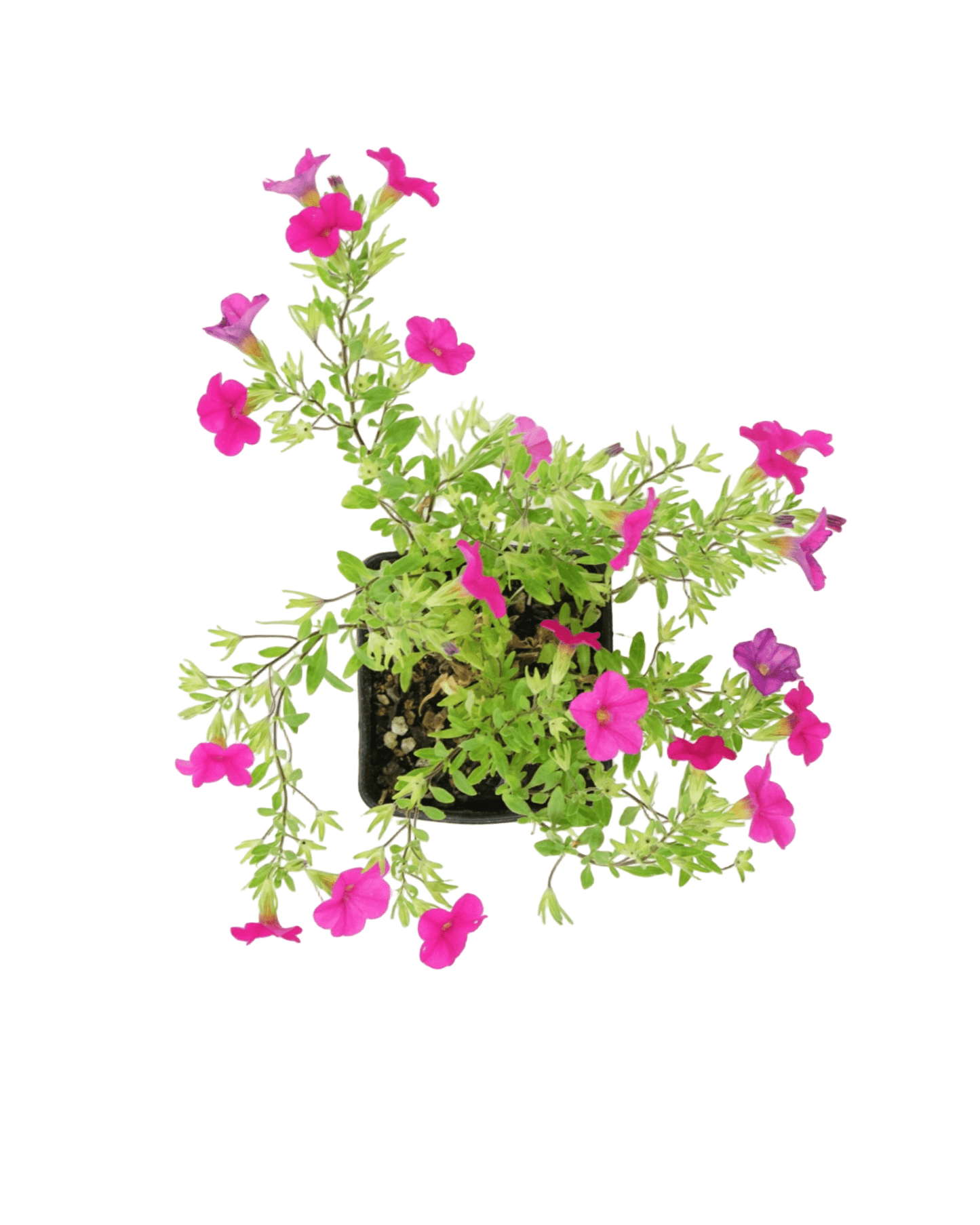 Calibrachoa 'Callie Rose' - The Garden Corner