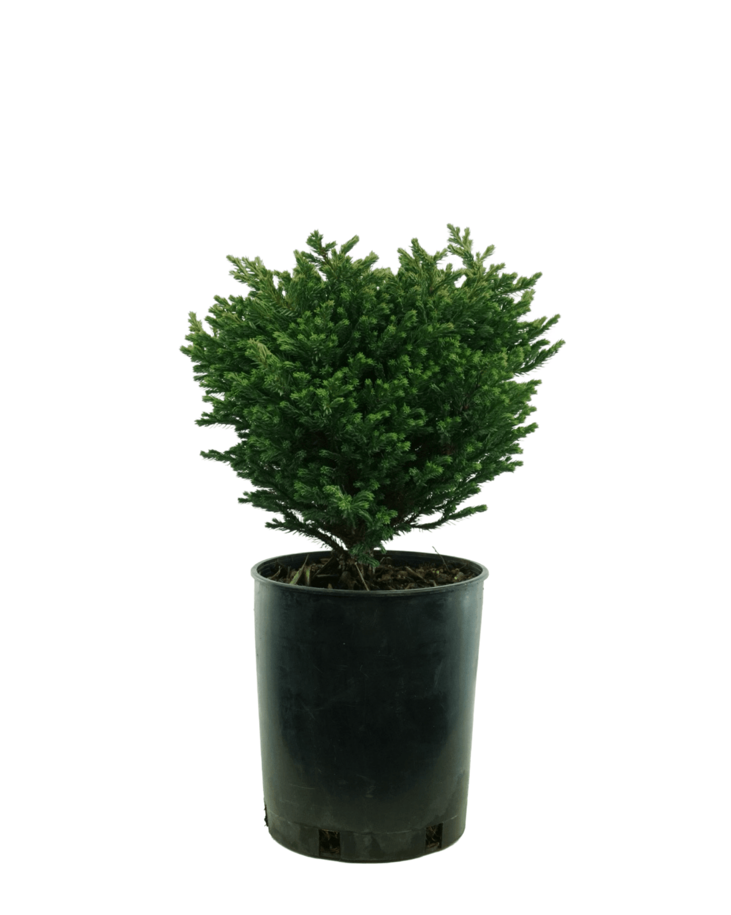 Chamaecyparis pisifera 'Blue Moon'