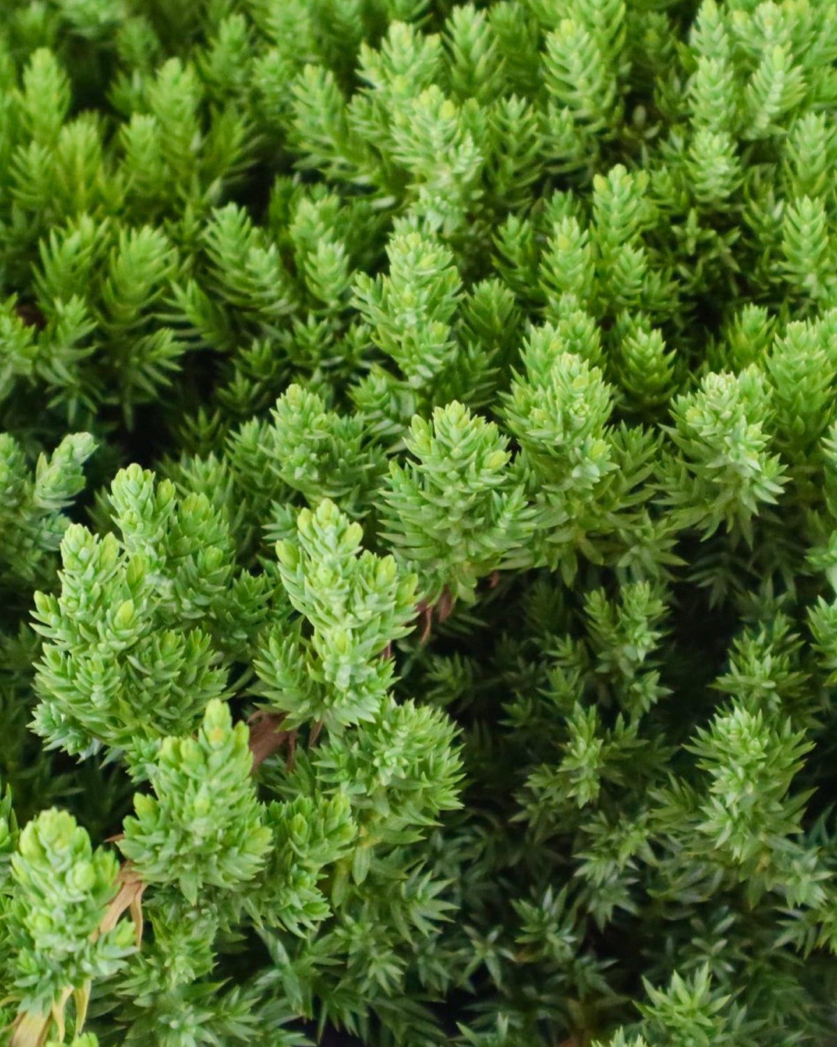 Juniperus procumbens 'Green Mound' - Shrubs