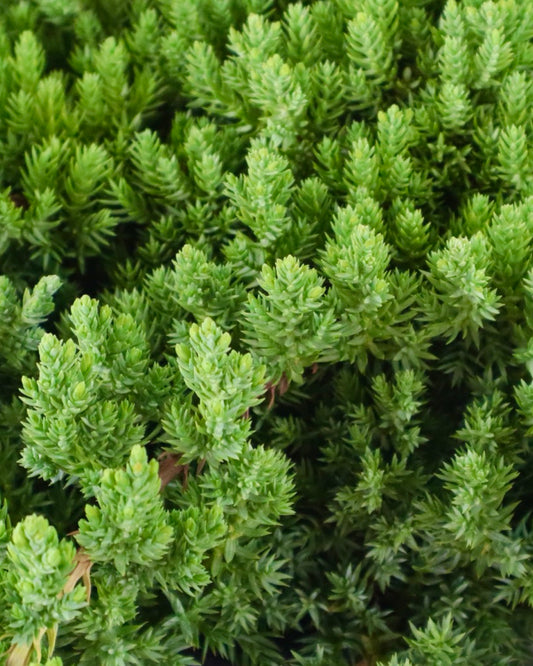 Juniperus procumbens 'Green Mound' - Shrubs