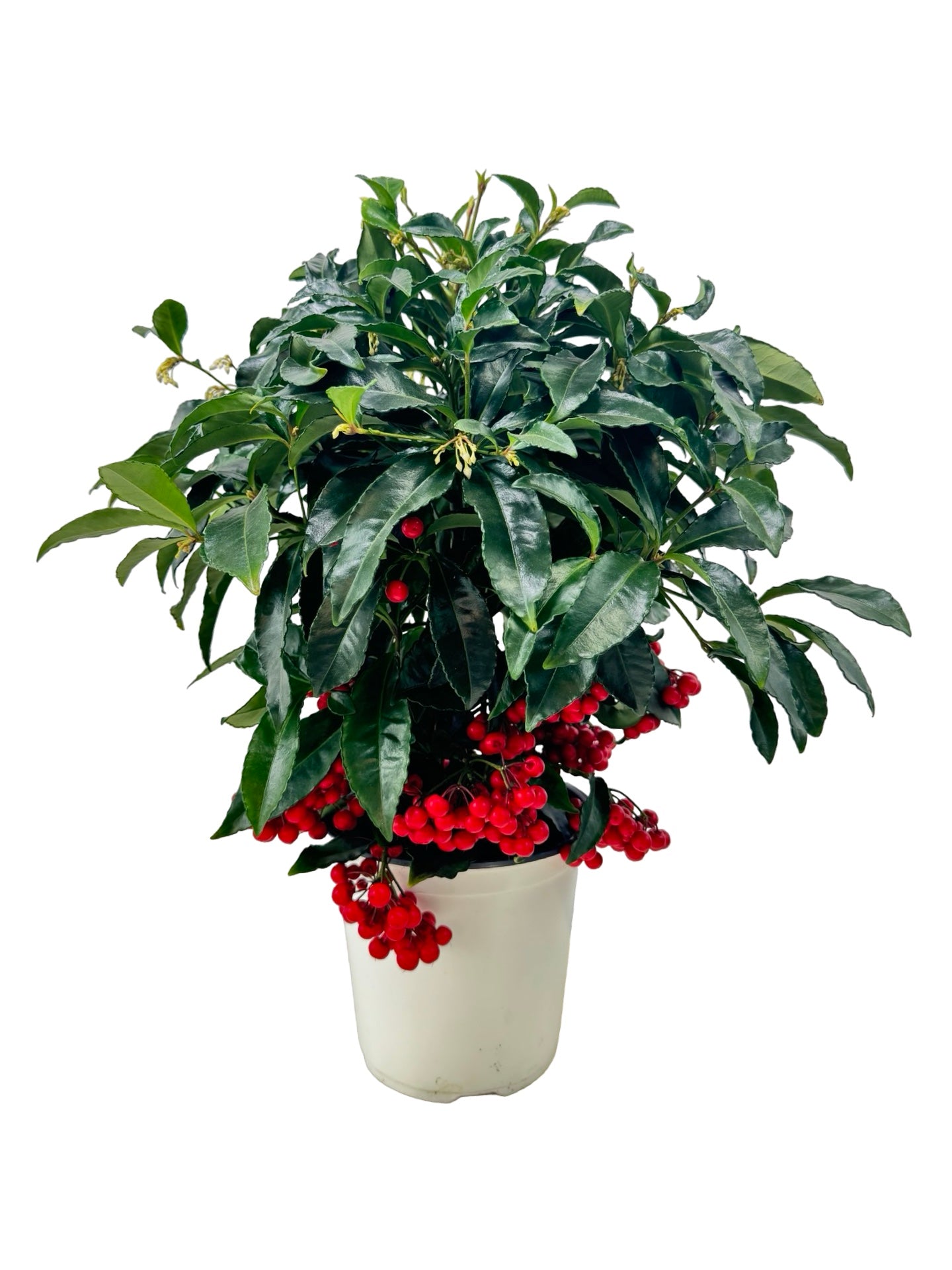 Ardisia crenata - House Plants