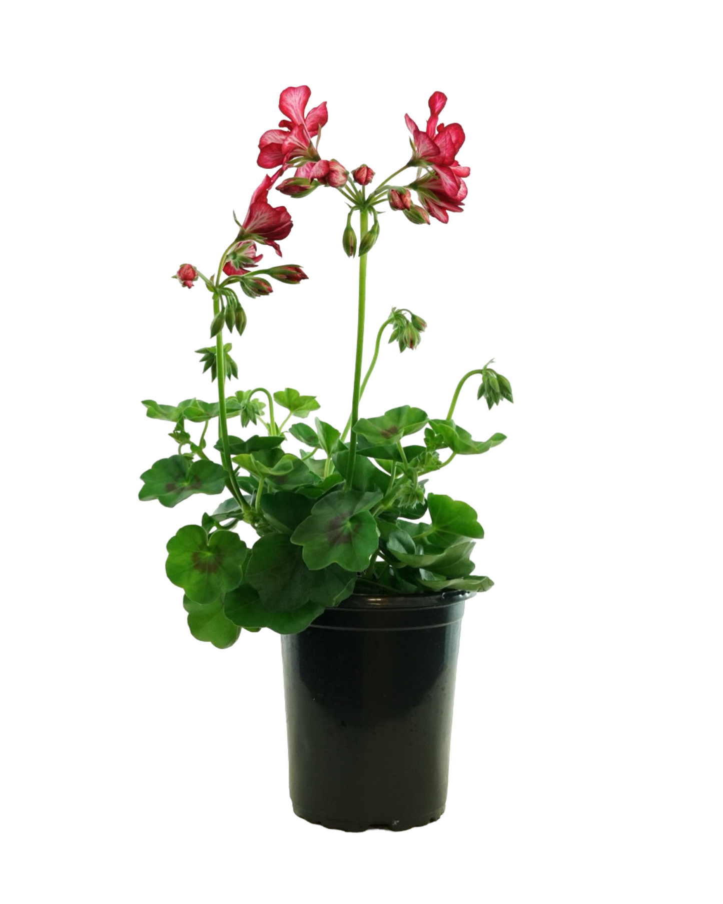 Geranium Ivy Focus™  'Red Ice'