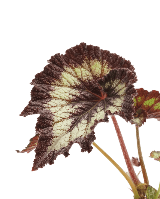 Rex Begonia 'Silver Swirl' - The Garden Corner