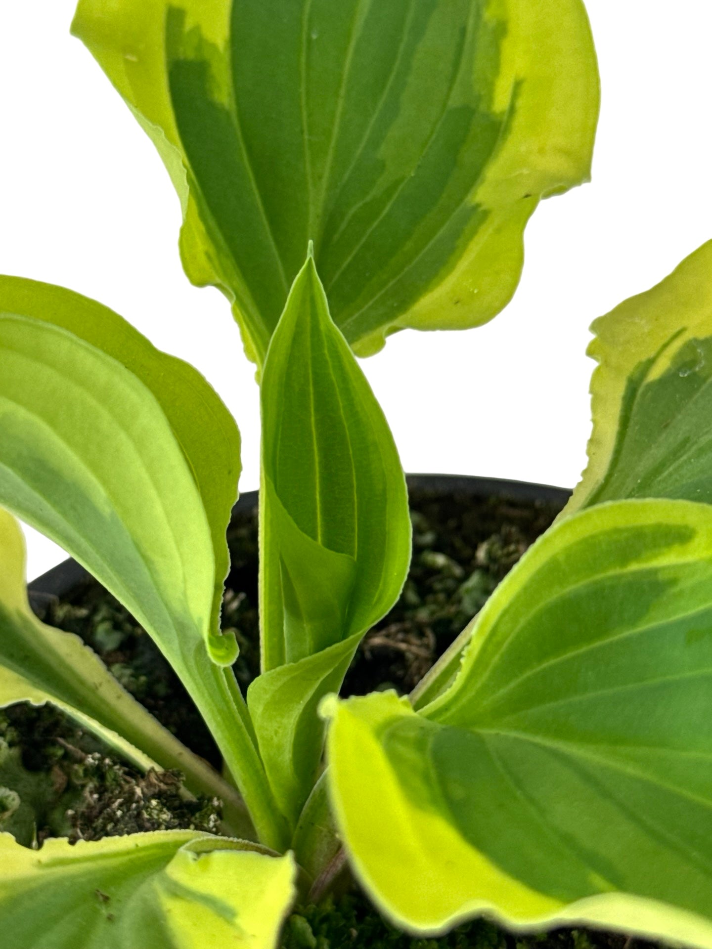Hosta ‘Pilgrim’ -