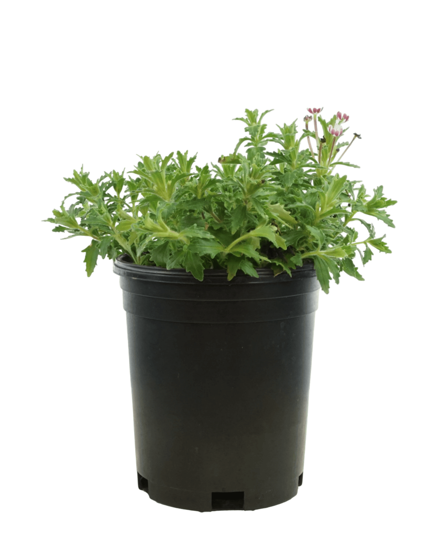 Zaluzianskya ovata - The Garden Corner