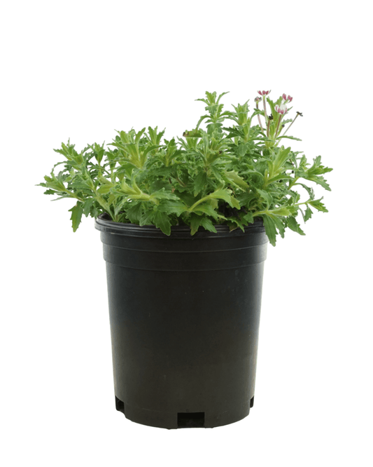 Zaluzianskya ovata - The Garden Corner