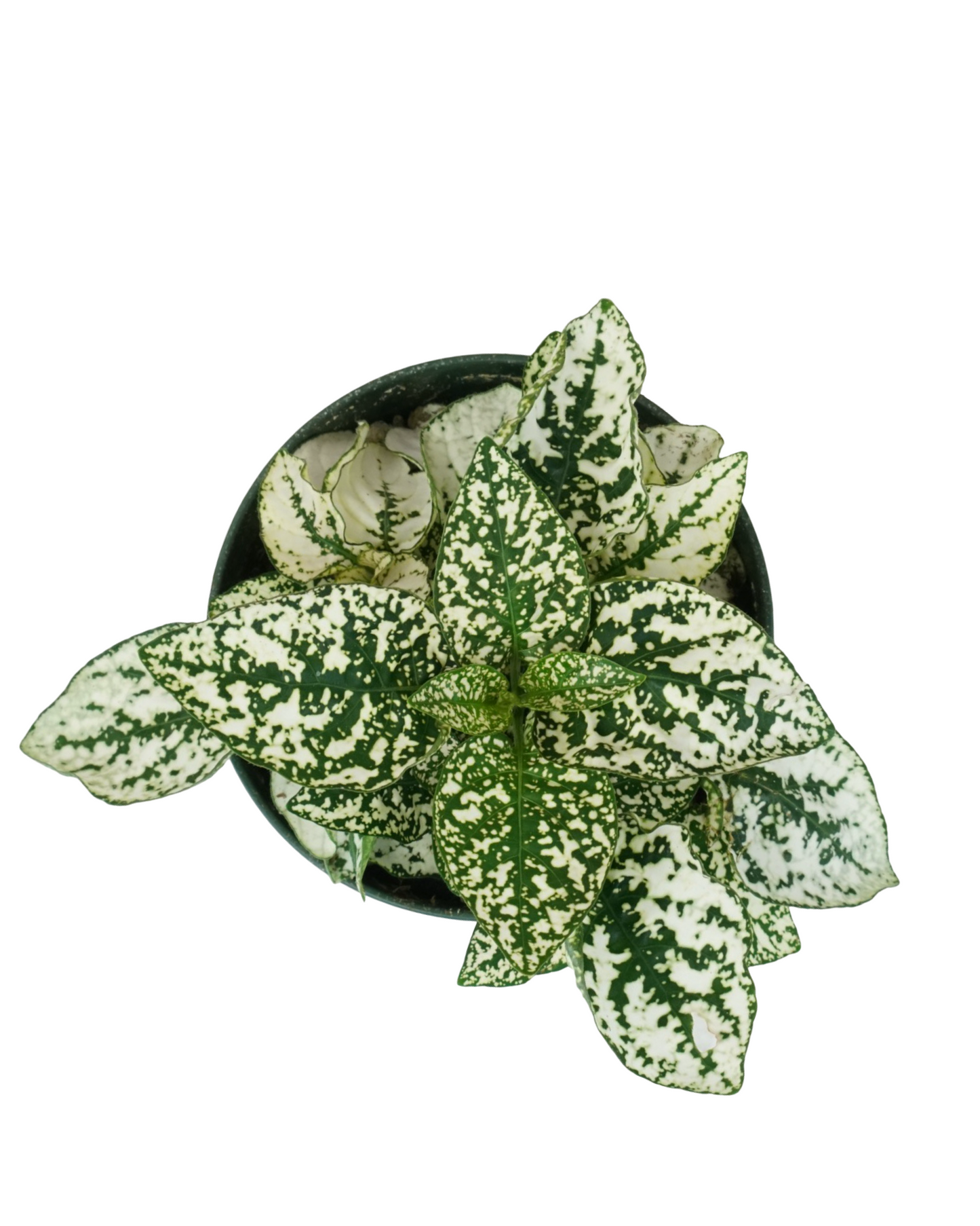 Hypoestes phyllostachya 'White' - House Plants