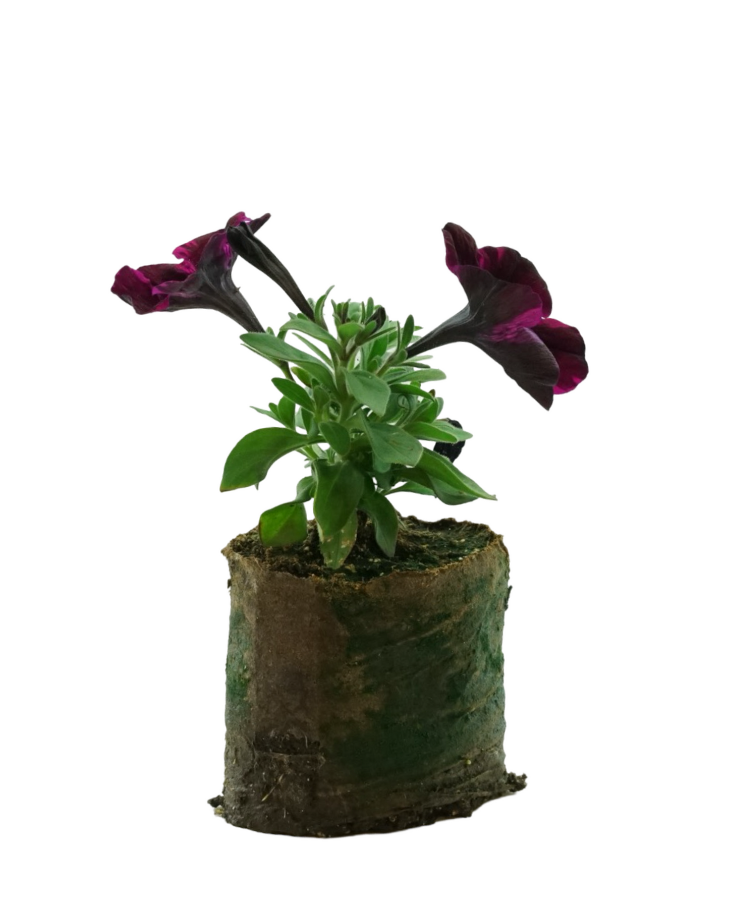 Petunia 'Sweetunia Johnny Flame'