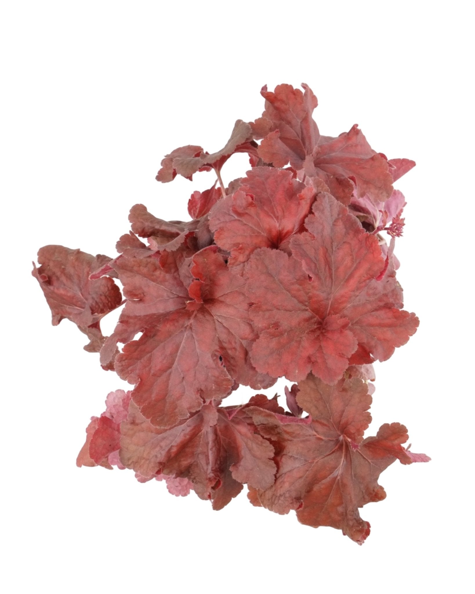Heuchera 'Testarossa' - The Garden Corner