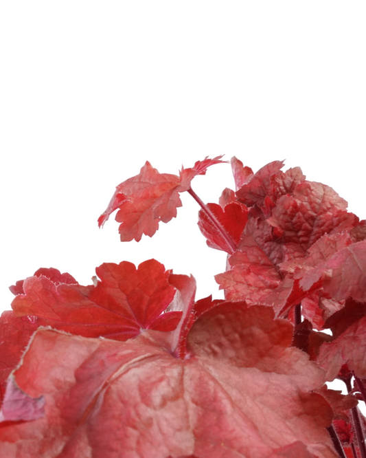Heuchera 'Fire Chief'