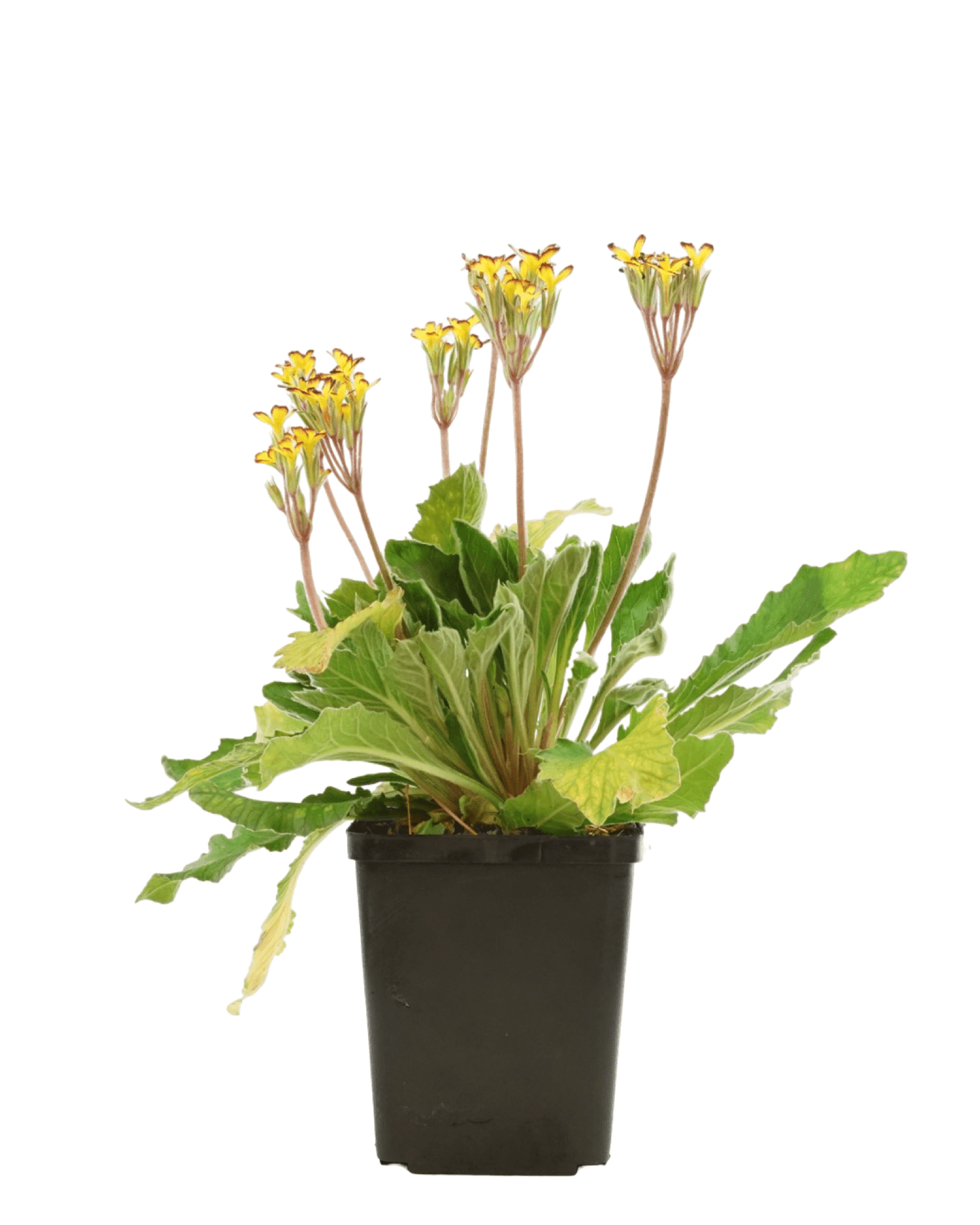 Primula 'Oakleaf Yellow Picotee' - The Garden Corner