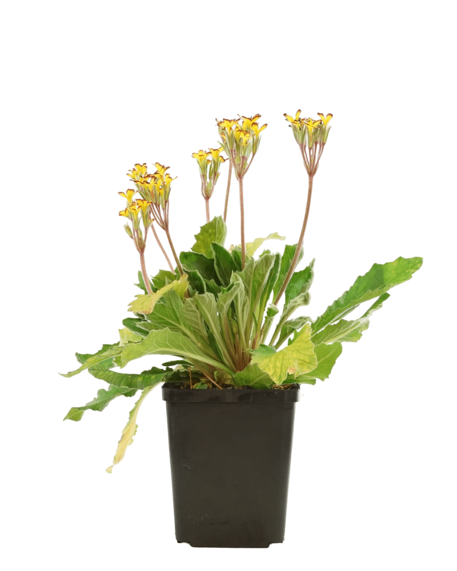 Primula 'Oakleaf Yellow Picotee' - The Garden Corner
