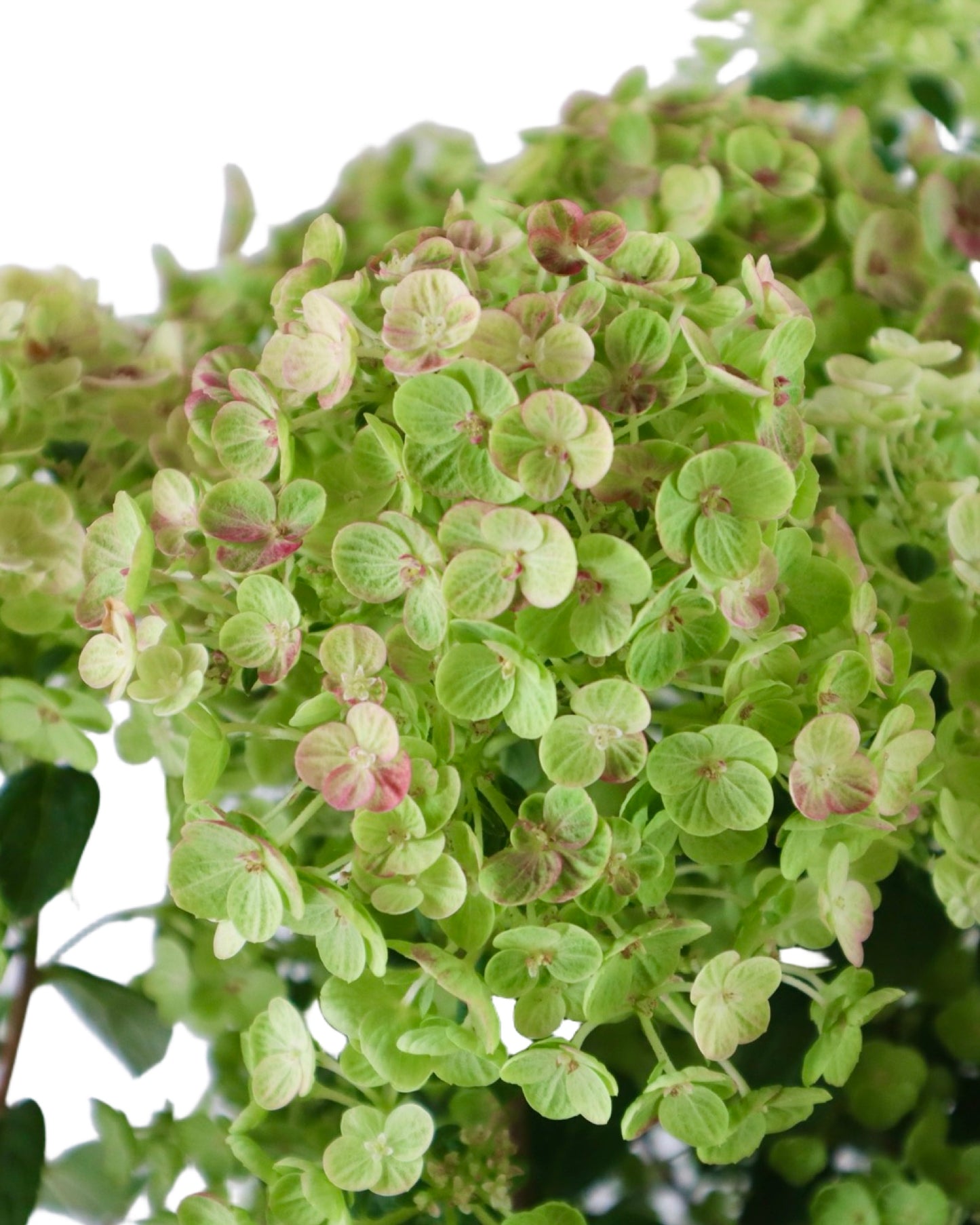 Hydrangea paniculata Tiny Quick Fire® - Shrubs