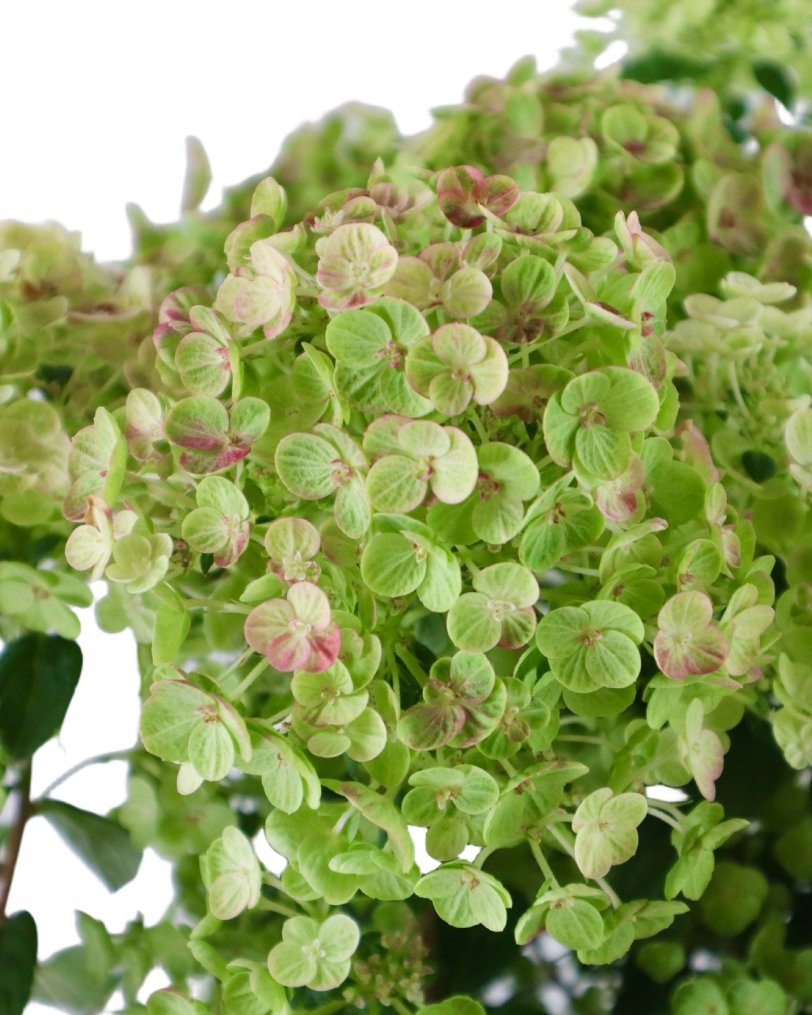 Hydrangea paniculata Tiny Quick Fire® - Shrubs