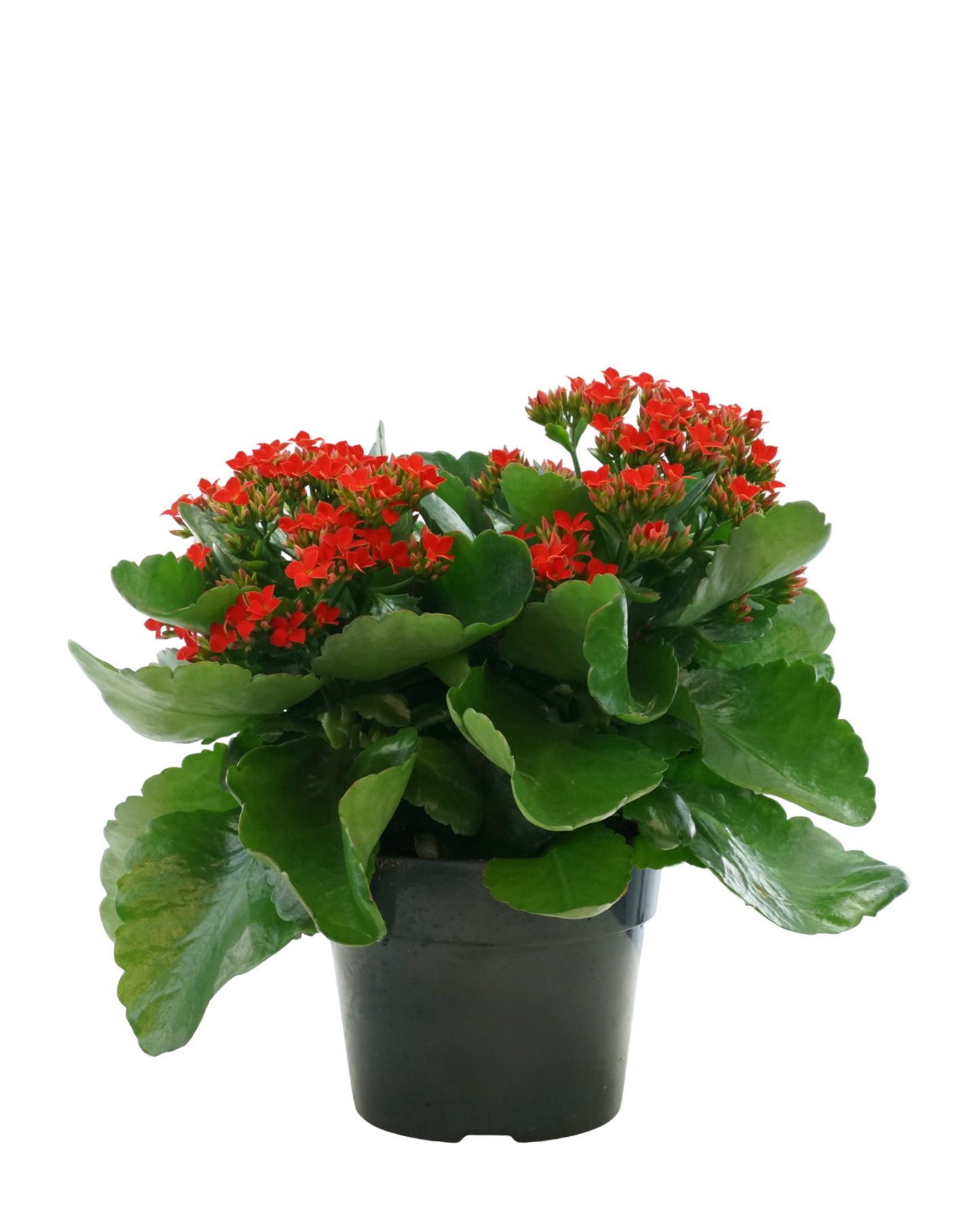Kalanchoe Calandiva, Assorted - House Plants