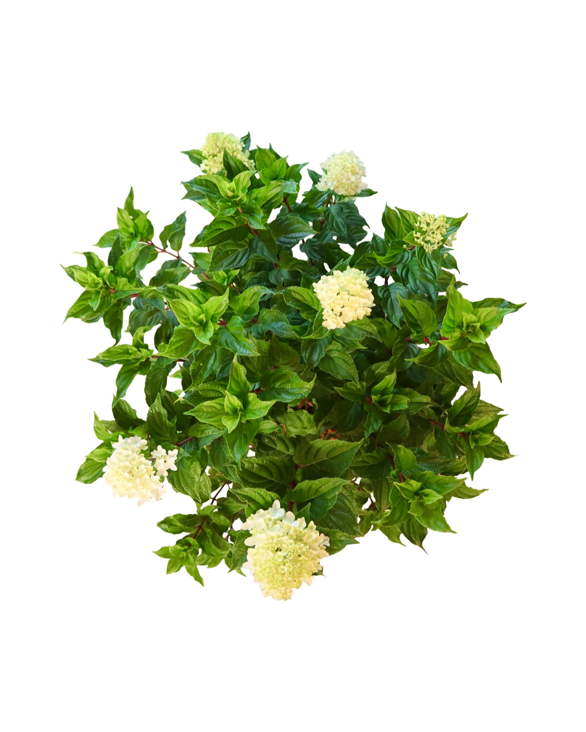 Hydrangea paniculata 'Spring Sizzle™' - Shrubs