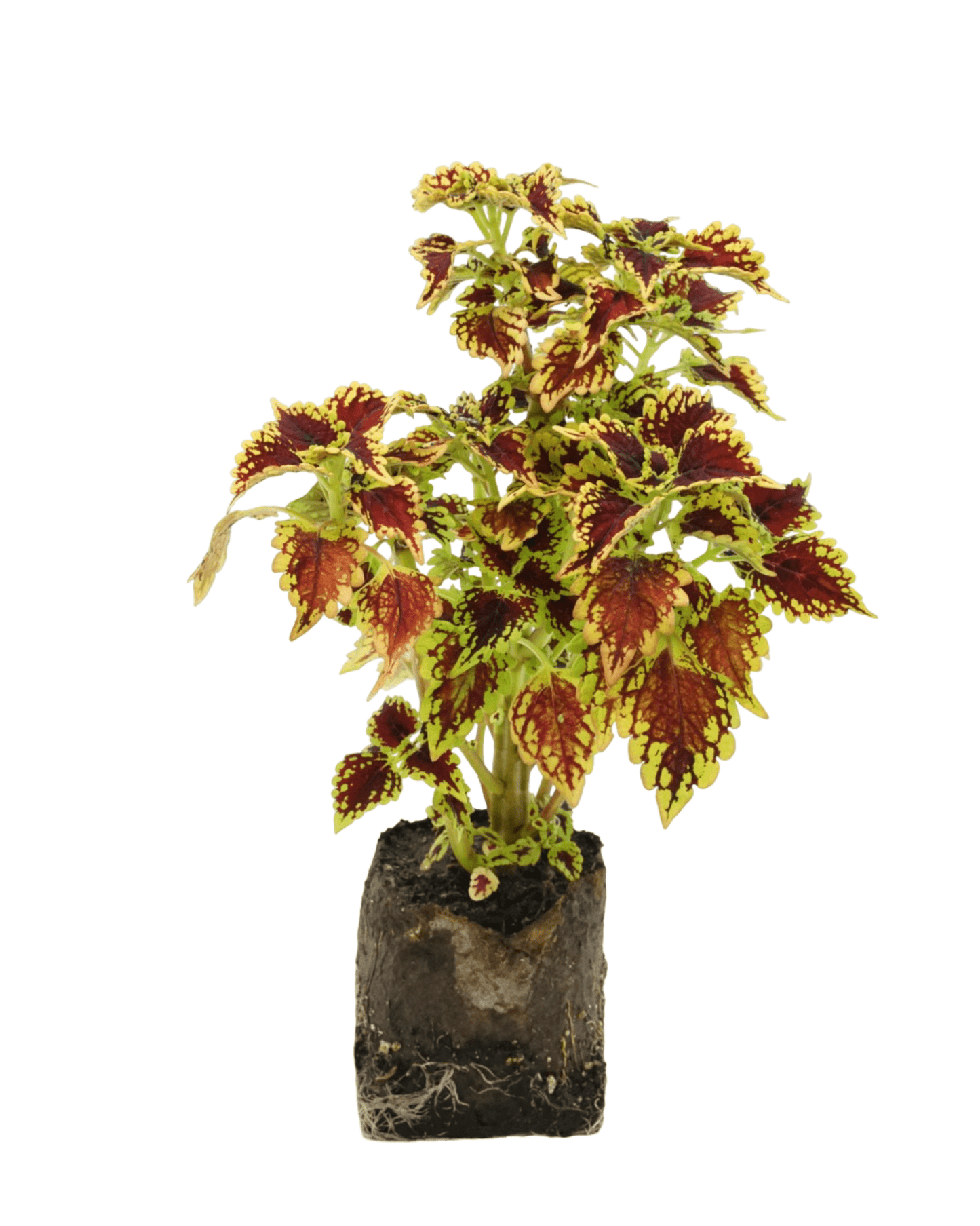 Coleus 'Oxford Street' 4 Inch - The Garden Corner