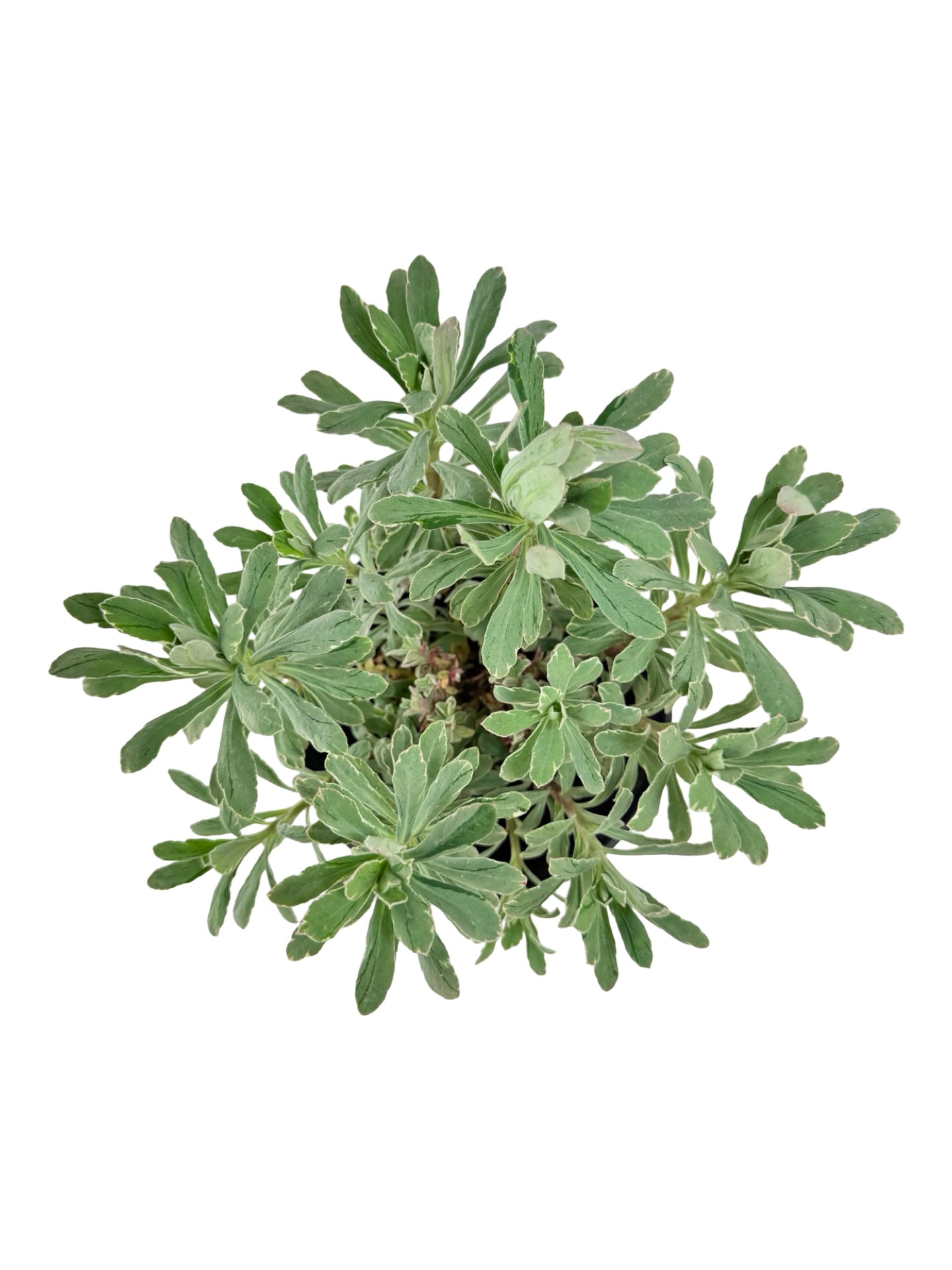 Euphorbia 'Silver Swan' - Perennials